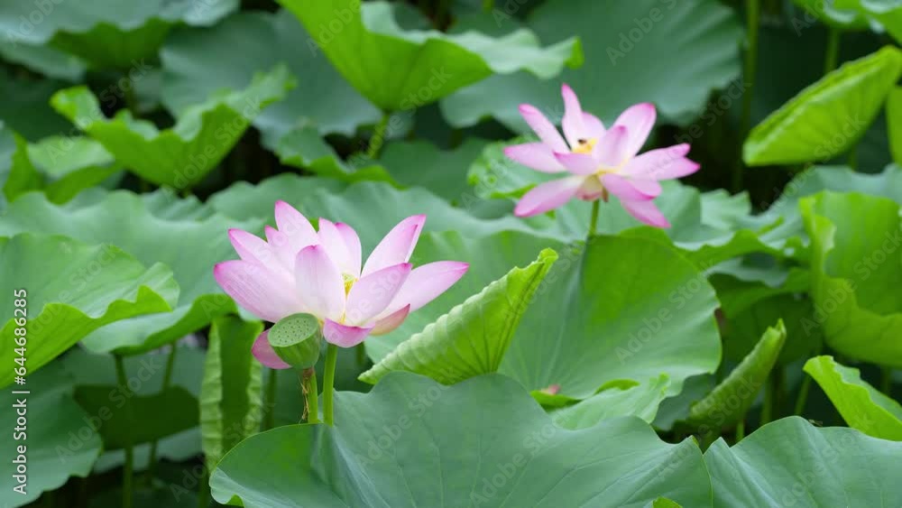 lotus flower blooming in summer pond with green leaves as background lotus flower blooming in summer pond with green leaves as background