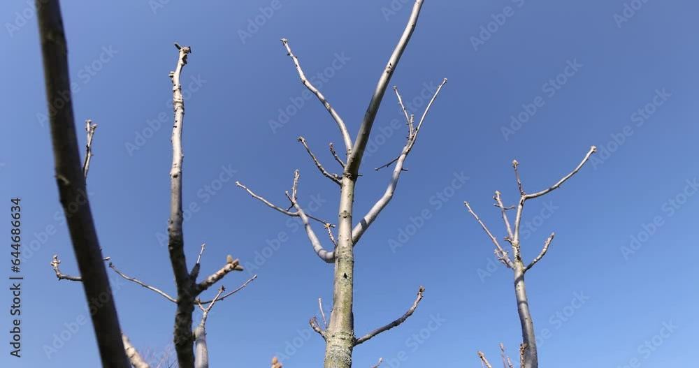 walnut tree branches in the spring season, walnut branches without foliage in sunny weather walnut tree branches in the spring season, walnut branches without foliage in sunny weather