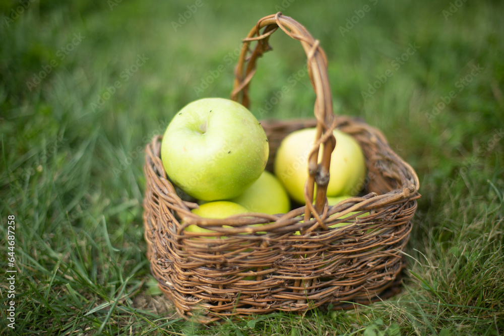 Green apples on green grass in wicker basket. Wicker fruit basket. Autumn harvest. Green apples on green grass in wicker basket. Wicker fruit basket. Autumn harvest.