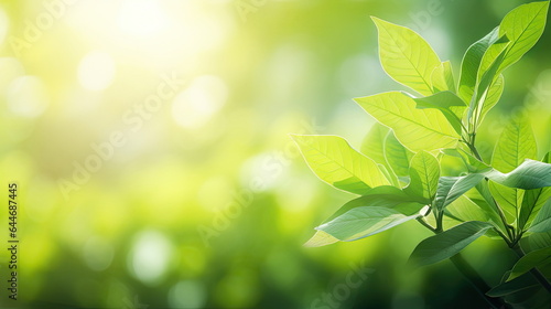 Nature of green leaf  greenery wallpaper