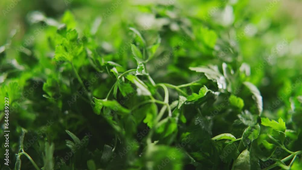 Forest like close up of parsley at wind Forest like close up of parsley at wind