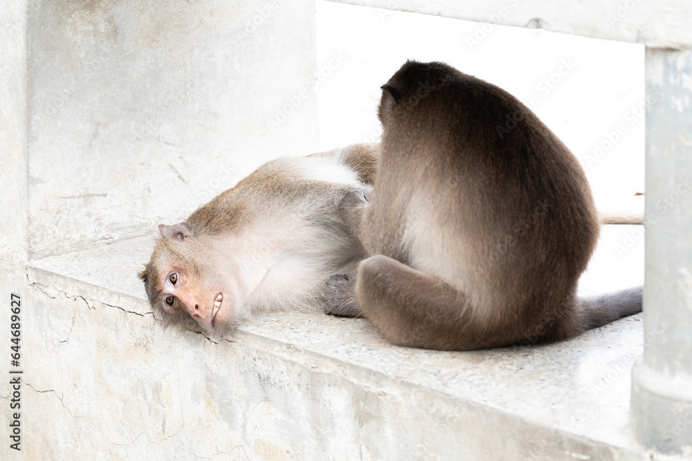 Monkeys relaxing with each other,Monkey take care each other by finding louse or grooming,Thailand, Asia