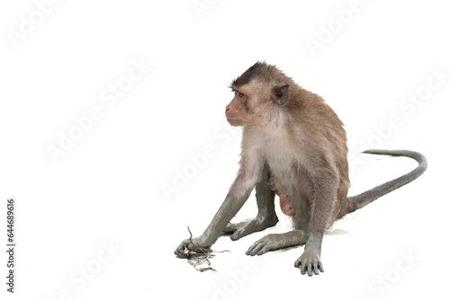 monkey sitting and eating on white background 