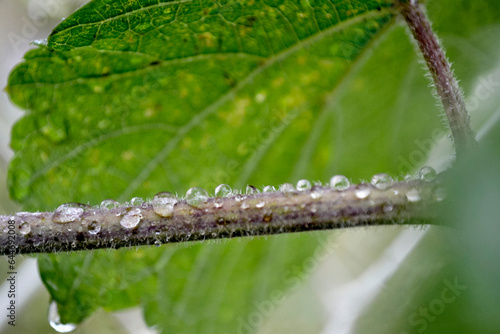 abstract water drops green leaves background