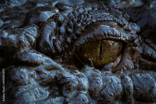 Stare into the eye of Australia's dangerous salt water crocodile located in a river on the outskirts of Darwin city, Northern Territory