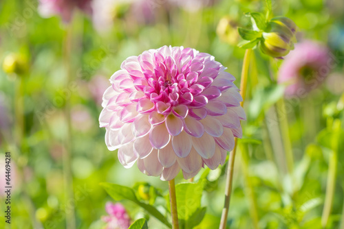 Pink Dahlia Horizontally