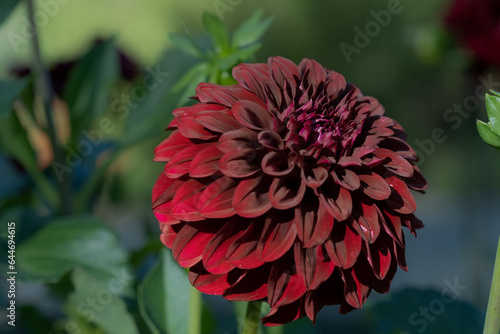 Dark Red Dahlia Horizontally