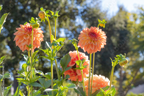 Pink Dahlia Landscape