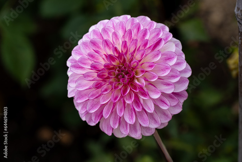 Pink Dahlia Horizontally