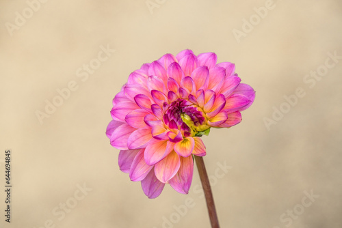 Pink Dahlia Horizontally