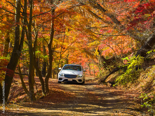 Car driving on a mountain road surrounded by autumn leaves (Narusawa, Yamanashi, Japan)