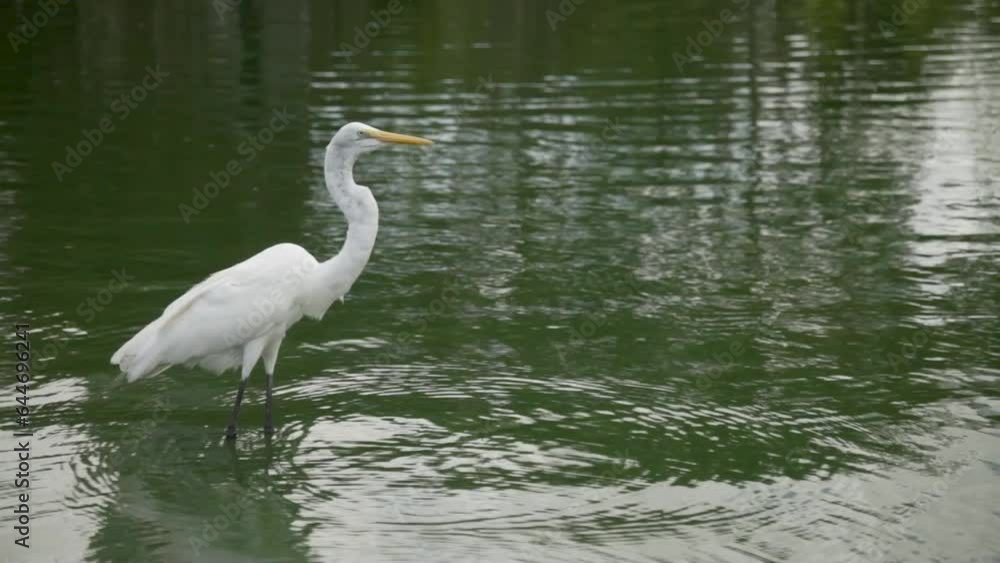 Close up of White Heron imposing and attentive in lake. Handheld Close up of White Heron imposing and attentive in lake. Handheld