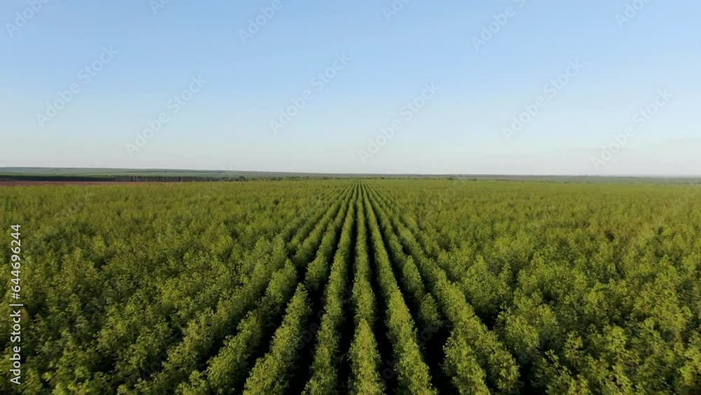 Long rows of young eucalyptus trees on a plantation in Brazil on a sunny day. Drone dolley shot Long rows of young eucalyptus trees on a plantation in Brazil on a sunny day. Drone dolley shot