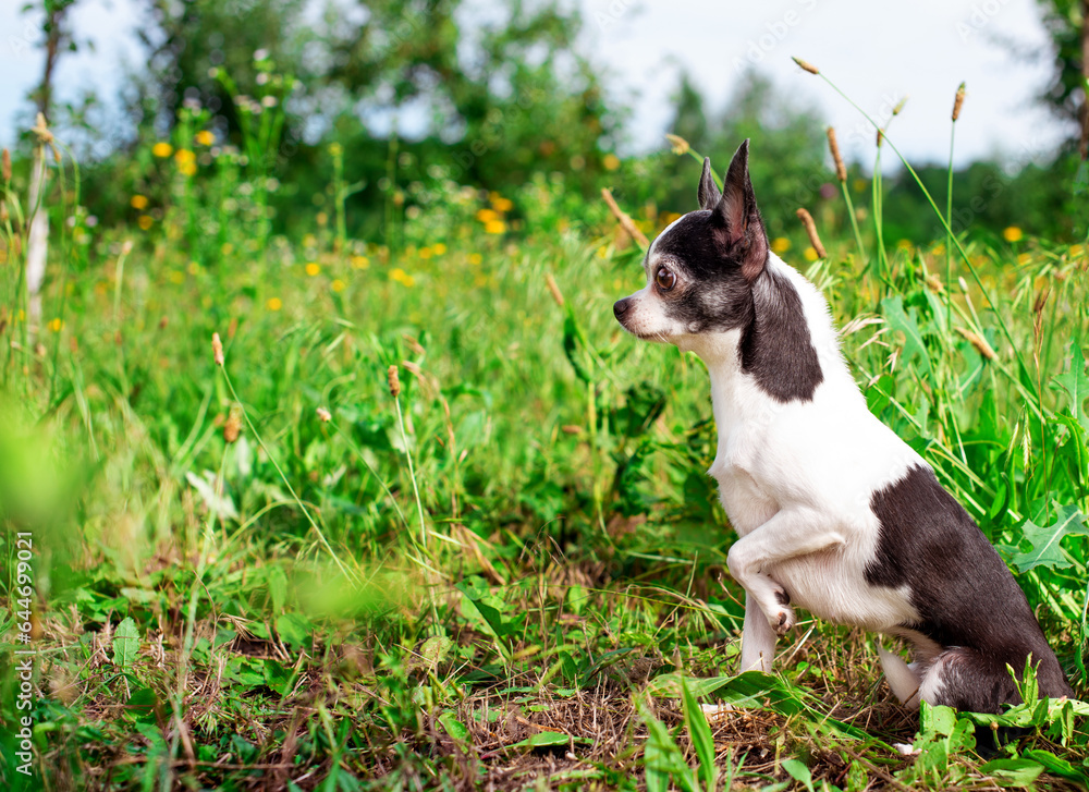 A chihuahua dog is sitting on a green lawn. He raised his paw and looks carefully to the side. The dog is sitting sideways. The photo is blurred and horizontal A chihuahua dog is sitting on a green lawn. He raised his paw and looks carefully to the side. The dog is sitting sideways. The photo is blurred and horizontal
