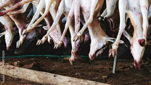Heads and legs of dead hunted springbuck hanging and swaying in Karoo farm shed photo