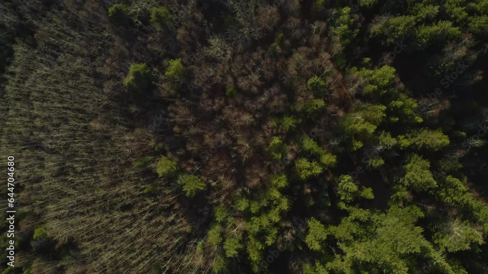 A straight-down, twisting, moving aerial drone shot of the Pidherny Trail and Foothills forest during the summer months in Prince George, northern BC. A straight-down, twisting, moving aerial drone shot of the Pidherny Trail and Foothills forest during the summer months in Prince George, northern BC.