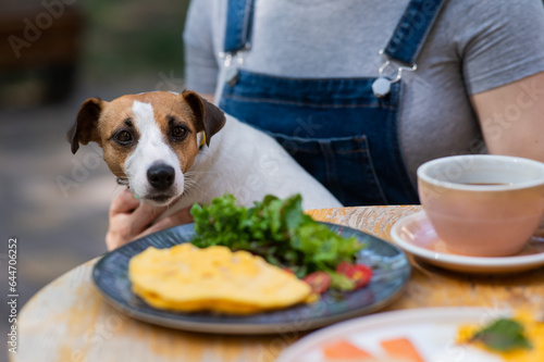 Jack Russell sitting on the owner's lap in a street cafe. Woman having breakfast in dog friendly outdoor cafe.  © Михаил Решетников