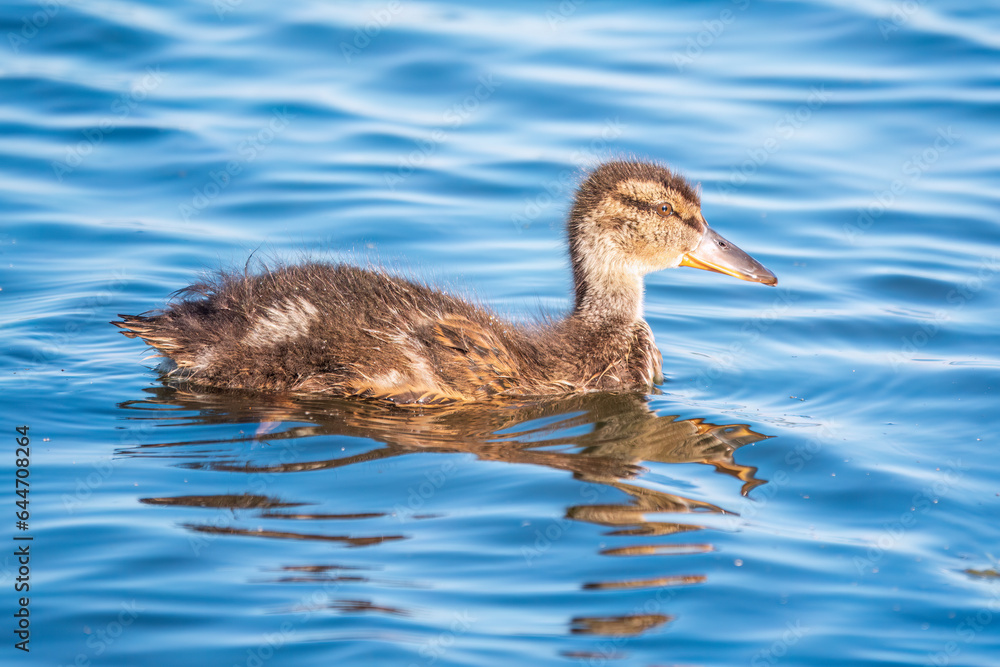Cute little duckling swimming alone in a lake or river with calm water Cute little duckling swimming alone in a lake or river with calm water