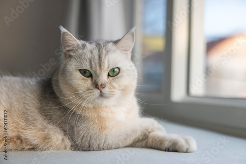 Close up, British Shorthair cat looking at the camera. Cute kitten pet, soft fur, gray white. © TripleP Studio