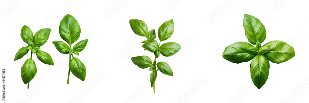 Basil leaves over transparent background Basil leaves over transparent background