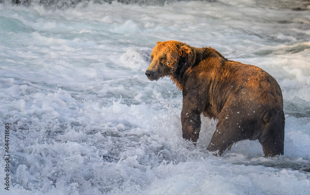 A brown bear standing in Brooks river,  waiting for the opportunity to catch salmon. Katmai National Park. Alaska.