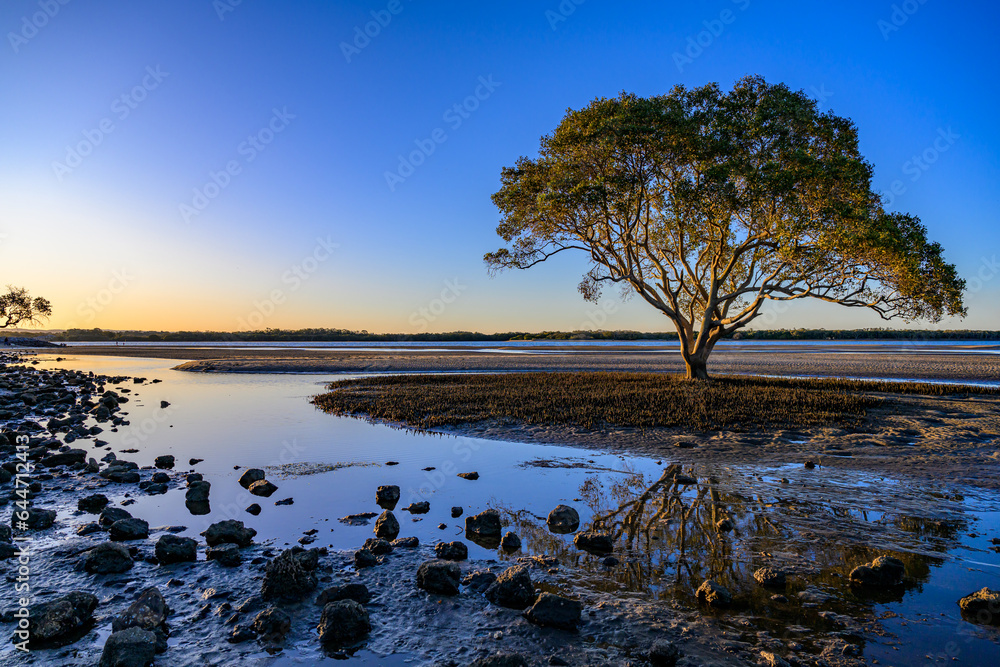 Lone mangrove tree in Brighton Queensland Australia 