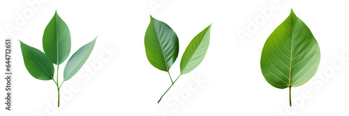 A solitary green leaf photographed outdoors with a natural light backdrop showing texture and a path against a transparent background