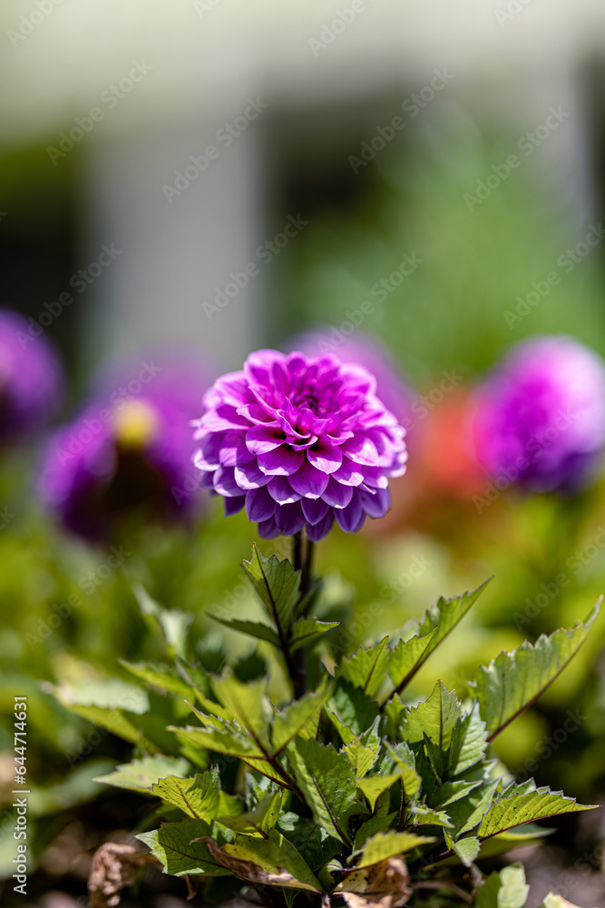 Obraz premium purple and yellow flower