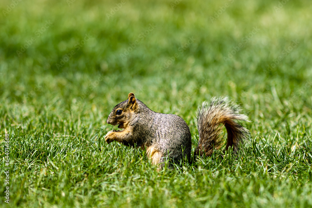 Obraz premium squirrel in the park