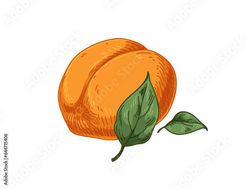 Apricot and leaf, realistic drawing in retro vintage style. Hand-drawn whole ...