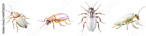 transparent background and isolated cockroach