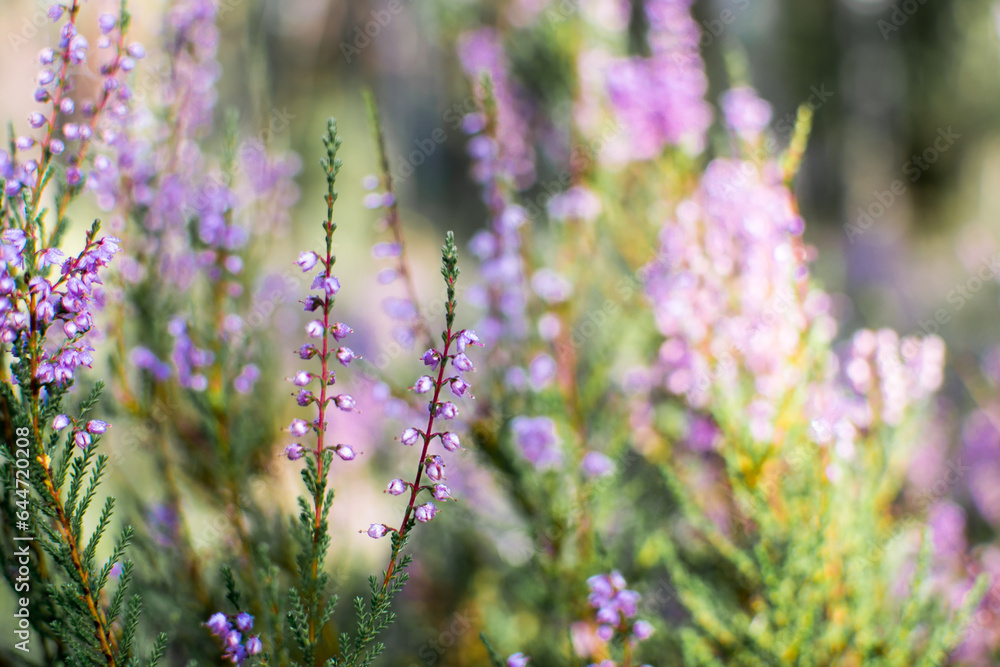 Blooming evergreen shrub heather in autumn in September in the forest in the early morning in the sun Blooming evergreen shrub heather in autumn in September in the forest in the early morning in the sun
