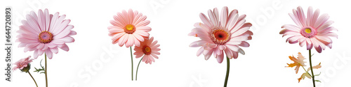 transparent background with Transvaal daisy