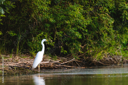 A graceful white bird standing in the calm waters Wild Danube Delta ecosystem