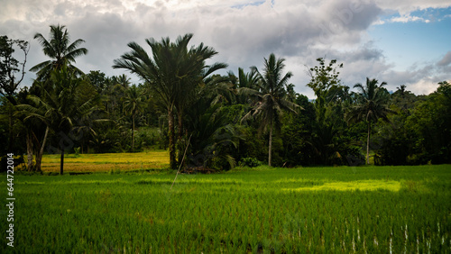 Beautiful Nature Landscape with Green Rice Fields and Tropical Sky