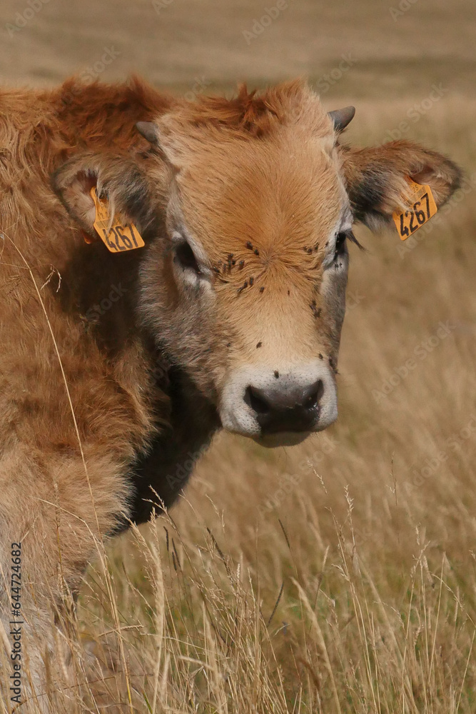 Aubrac cows in the countryside of Lozere surrounded by nature in the south of France, High quality photo Aubrac cows in the countryside of Lozere surrounded by nature in the south of France, High quality photo
