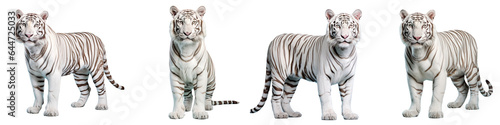 Solitary white Bengal tiger on transparent background with path for cutting out