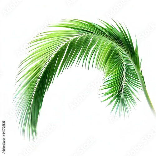 Green Leaves of palm ,coconut tree bending isolated on white background