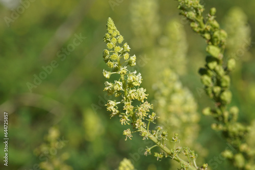Close up flowers of yellow mignonette, wild mignonette (Reseda lutea), family Resedaceae. Dutch garden. Late summer, September
