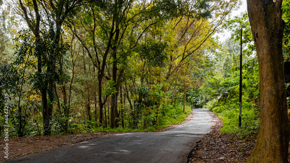 Fototapeta premium Kuningan West Java, the scenery is so beautiful and cool with lush trees that are still green 