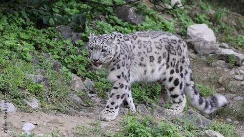Slow motion of Wild ounce snow leopard chasing in wilderness with rocks, close up tracking shot photo