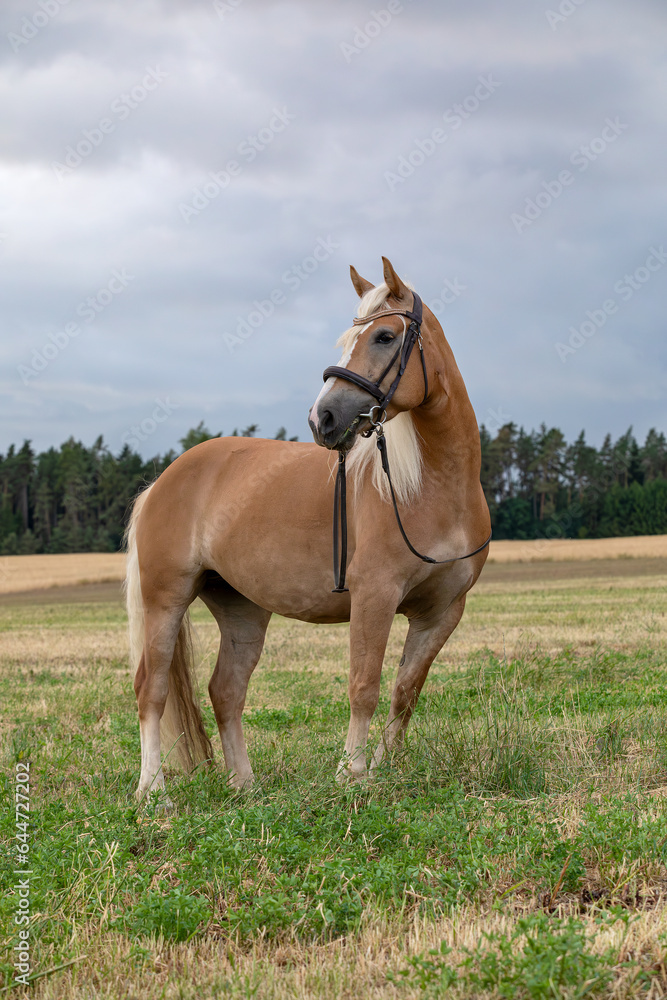 Obraz premium A beautiful brown horse on the meadow in spring season.