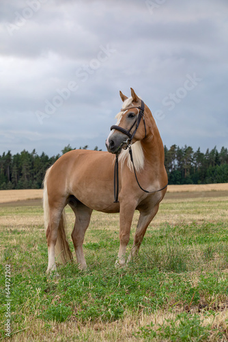  A beautiful brown horse on the meadow in spring season. © martinlisner