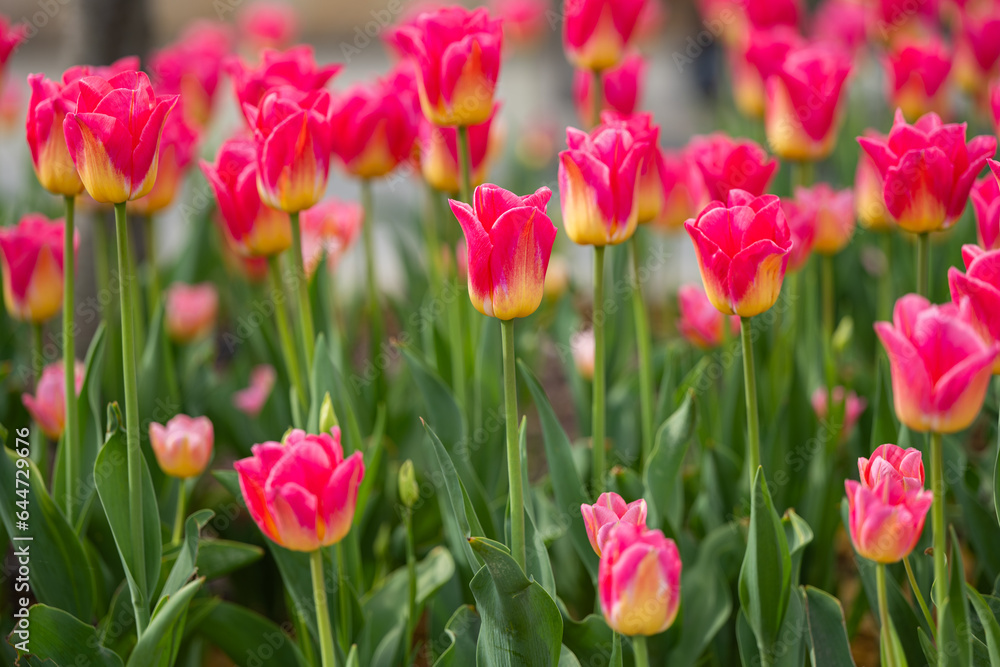 spring background of beautiful blooming tulips spring background of beautiful blooming tulips