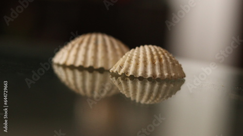 Two white Sea Shell with spiral texture on a reflective surface with background blur and selective focus 
