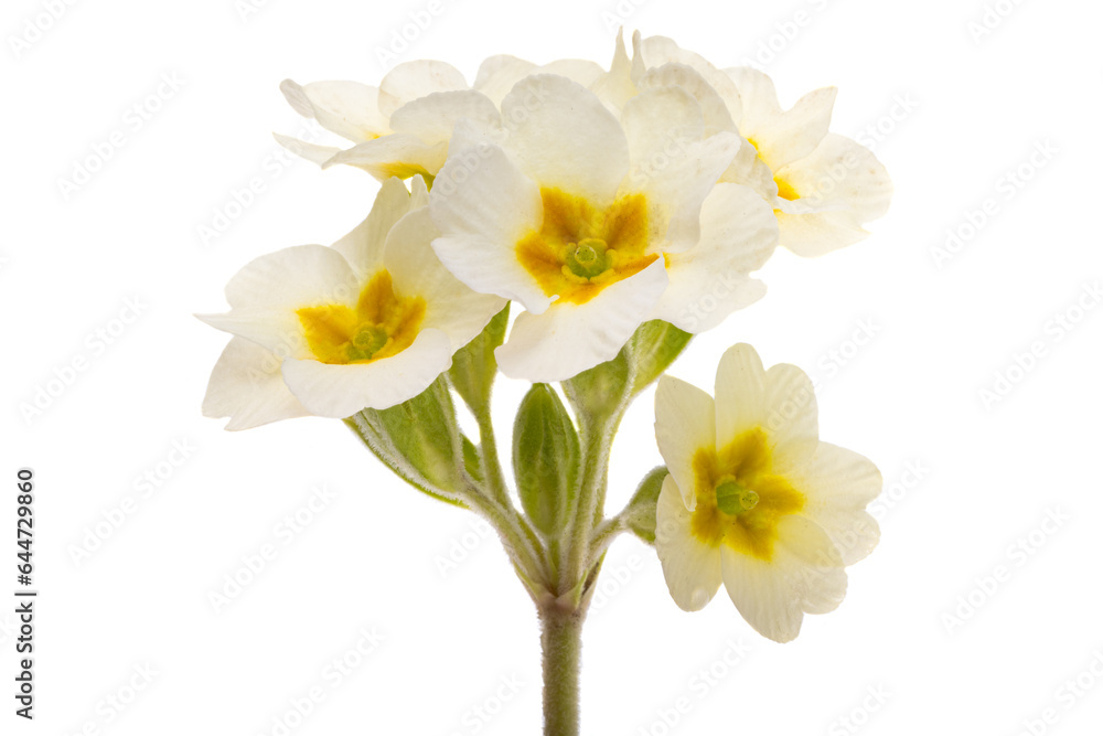 Fototapeta premium yellow primrose flower isolated