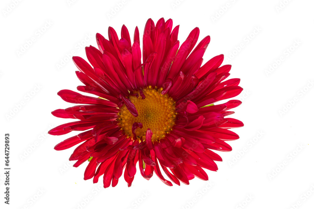 red aster flower isolated