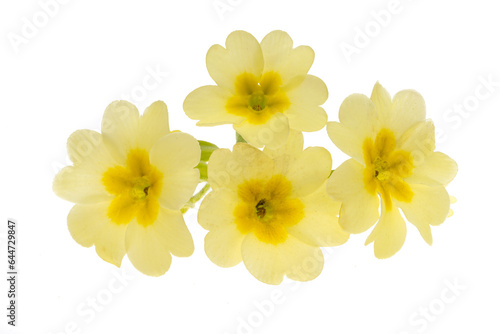 Wallpaper Mural yellow primrose flower isolated Torontodigital.ca