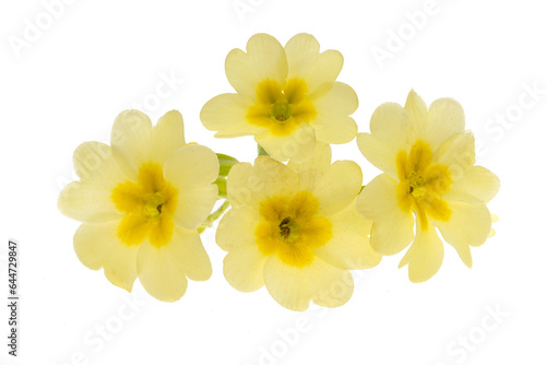 yellow primrose flower isolated