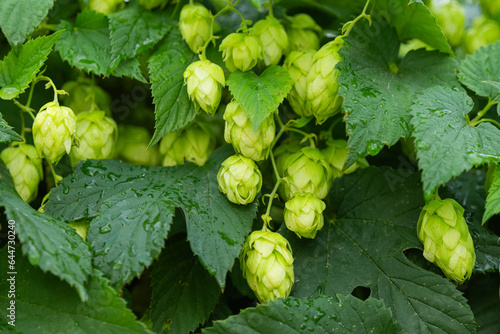 background of green hop cones